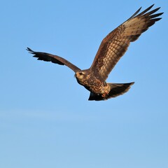 Endangered Snail Kite in Flight Paynes Prairie Micanopy Gainesville FL
