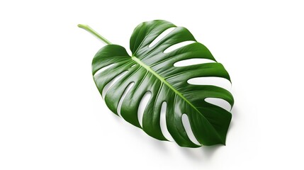 Fresh green Monstera Plants leaf nature tropical AI generated image - obrazy, fototapety, plakaty