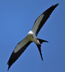 Swallow-tailed Kite Grabbing a Bug Snack in Mid Flight!