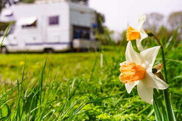 Daffodil spring flower and caravan in the distance - obrazy, fototapety, plakaty