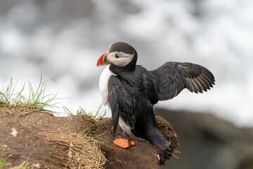 Puffin with its wings out, in Iceland