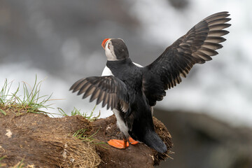 Puffin with its wings out, in Iceland