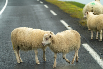 Sheep in the middle of the road in Iceland