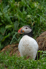 Standing Atlantic Puffin, close up, In Iceland