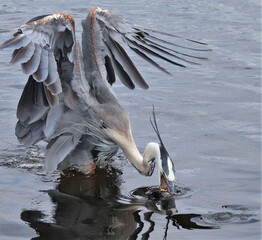 Elegant Great Blue Heron In Motion with Fish Fish Catch Paynes Prairie Micanopy Gainesville FL