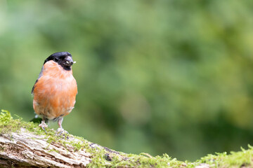 Adult male Eurasian Bullfinch (Pyrrhula pyrrhula) perched on wood - Yorkshire, UK in September