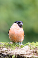 Adult male Eurasian Bullfinch (Pyrrhula pyrrhula) perched on wood - Yorkshire, UK in September