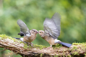 Two Juvenile Eurasian Bullfinch (Pyrrhula pyrrhula) fight on top of a woodland log  - Yorkshire, UK in September