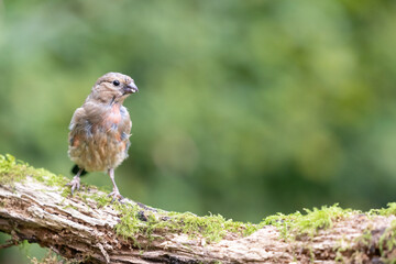 Juvenile male Eurasian Bullfinch (Pyrrhula pyrrhula) moulting feathers at the end of summer - Yorkshire, UK in September