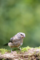 Juvenile Eurasian Bullfinch (Pyrrhula pyrrhula) perched on a branch with green foliage background - Yorkshire, UK in September