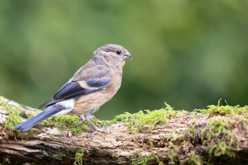 Juvenile Eurasian Bullfinch (Pyrrhula pyrrhula) perched on a branch with green foliage background - Yorkshire, UK in September