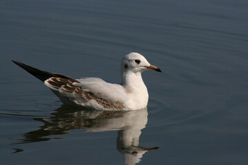 seagull on the water