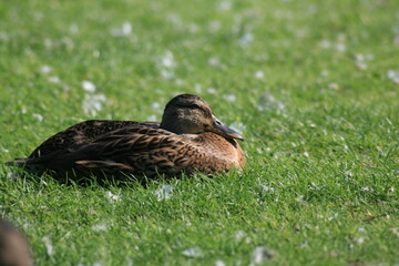 duck in the grass