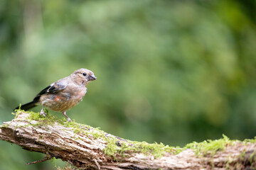 Juvenile male Eurasian Bullfinch (Pyrrhula pyrrhula) moulting feathers at the end of summer - Yorkshire, UK in September