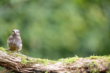 Juvenile female Eurasian Bullfinch (Pyrrhula pyrrhula) perched on a branch with green foliage background - Yorkshire, UK in September