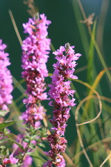 Obraz premium Purple loosestrife