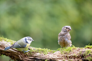 Blue tit (cyanistes caeruleus) and Juvenile female Eurasian Bullfinch (Pyrrhula pyrrhula) perched on a branch with green foliage background - Yorkshire, UK in September