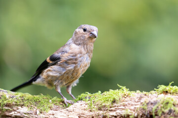  Juvenile Eurasian Bullfinch (Pyrrhula pyrrhula) perched on a branch with green foliage background - Yorkshire, UK in