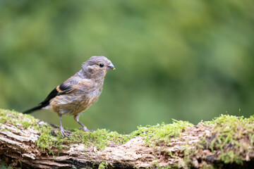 Bird Bullfinch juvenile female (Pyrrhula pyrrhula) perched on a branch with green foliage background - Yorkshire, UK in September