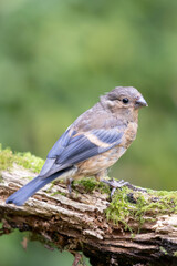 Juvenile female Eurasian Bullfinch (Pyrrhula pyrrhula) perched on a branch with green foliage background - Yorkshire, UK in September