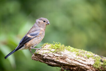 Juvenile female Eurasian Bullfinch (Pyrrhula pyrrhula) perched on a branch with green foliage background - Yorkshire, UK in