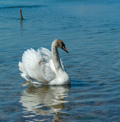 Fototapeta premium Mute swan (Cygnus olor), swan swims near the shore in Tiligul estuary, ukraine