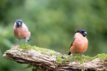 Two male bullfinches (pyrrhula pyrrhula) are perched on a woodland log. Yorkshire, UK in September
