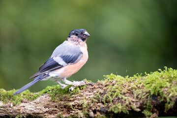 Obraz premium Adult male Eurasian Bullfinch (Pyrrhula pyrrhula) perched on wood - Yorkshire, UK in September