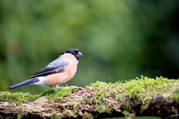 Adult male Eurasian Bullfinch (Pyrrhula pyrrhula) perched on wood - Yorkshire, UK in September