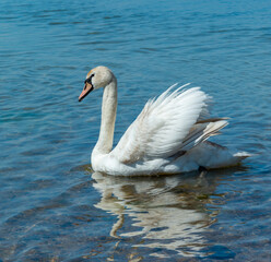 Mute swan (Cygnus olor), swan swims near the shore in Tiligul estuary, ukraine