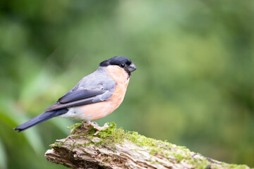 Adult male Eurasian Bullfinch (Pyrrhula pyrrhula) perched on wood - Yorkshire, UK in September