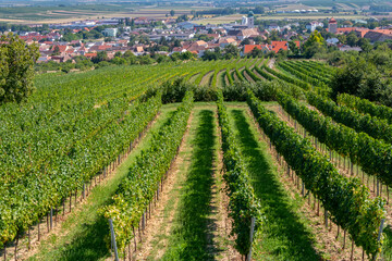 Fototapeta na wymiar Summer rural landscape, rows of vineyards and fields, harvest, Austria.
