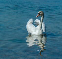 Mute swan (Cygnus olor), swan swims near the shore in Tiligul estuary, ukraine