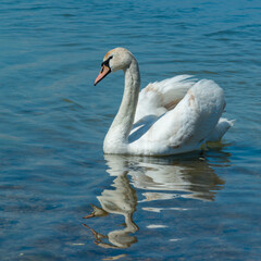 Mute swan (Cygnus olor), swan swims near the shore in Tiligul estuary, ukraine