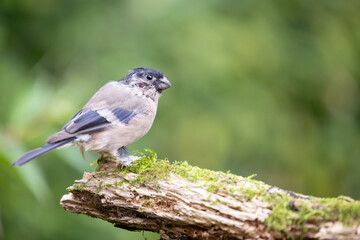 Scruffy female Eurasian bullfinch (pyrrhula pyrrhula) with feather loss posing on wood. Yorkshire,...