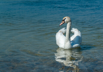 Mute swan (Cygnus olor), swan swims near the shore in Tiligul estuary, ukraine