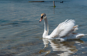 Mute swan (Cygnus olor), swan swims near the shore in Tiligul estuary, ukraine