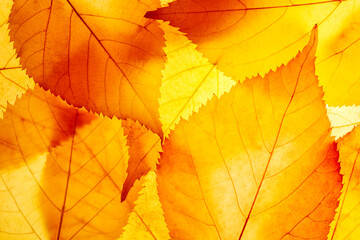 Bright background autumn season leaves close-up with backlight as a background, template or web...