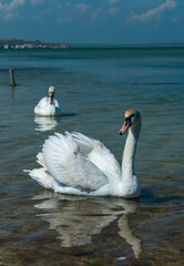 Mute swan (Cygnus olor), two swans swim close to the shore in Tiligul estuary