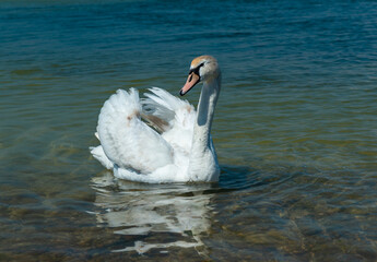 Fototapeta premium Mute swan (Cygnus olor), swan swims near the shore in Tiligul estuary, ukraine