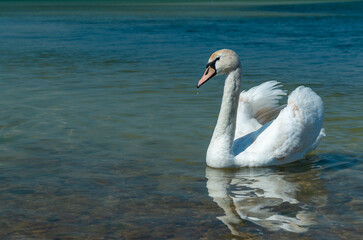 Mute swan (Cygnus olor), swan swims near the shore in Tiligul estuary, ukraine