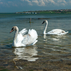 Fototapeta premium Mute swan (Cygnus olor), two swans swim close to the shore in Tiligul estuary