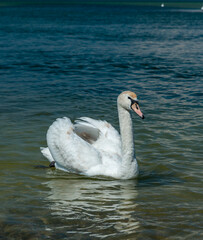 Mute swan (Cygnus olor), swan swims near the shore in Tiligul estuary, ukraine