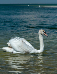 Mute swan (Cygnus olor), swan swims near the shore in Tiligul estuary, ukraine