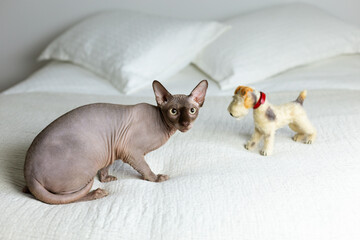 Selective focus view of Chocolate Mink Sphynx cat sitting on bed with plush dog toy staring back...