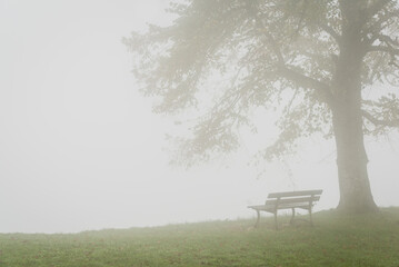 un banc sous un arbre dans le brouillard. Tristesse d'un banc sous un arbre avec la brume....