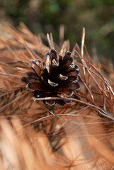 Naklejka na ściany i meble Closeup macro wallpaper of dry pine branch tree with cones in the woods. Autumn season natural background concept. Soft selective focus. Copy space. Space for text