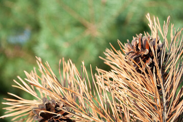 Closeup macro wallpaper of dry pine branch tree with cones in the woods. Autumn season natural background concept. Soft selective focus. Copy space. Space for text