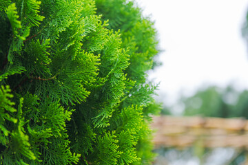 Chinese arborvitae | Oriental Arborvitae | Platycladus | Chinese thuja plant
