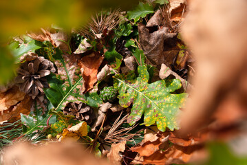 Lots of autumn oak leaves, dry pine branches, pine cones with soft selective focus. Autumn season natural background concept